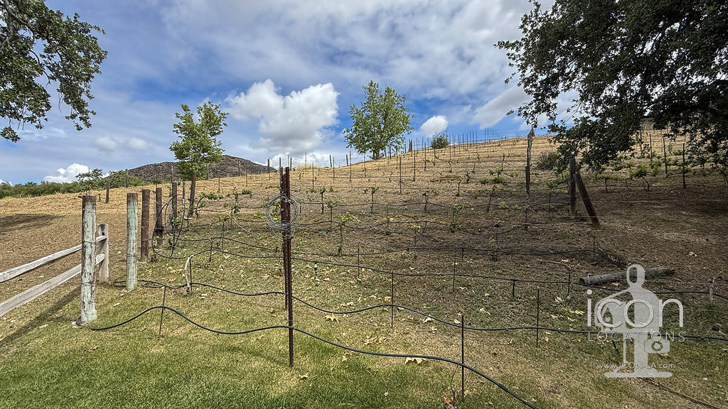 Vineyard - RA3068