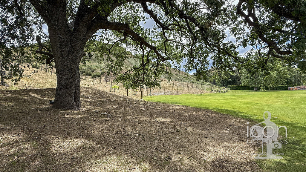 Vineyard - RA3068