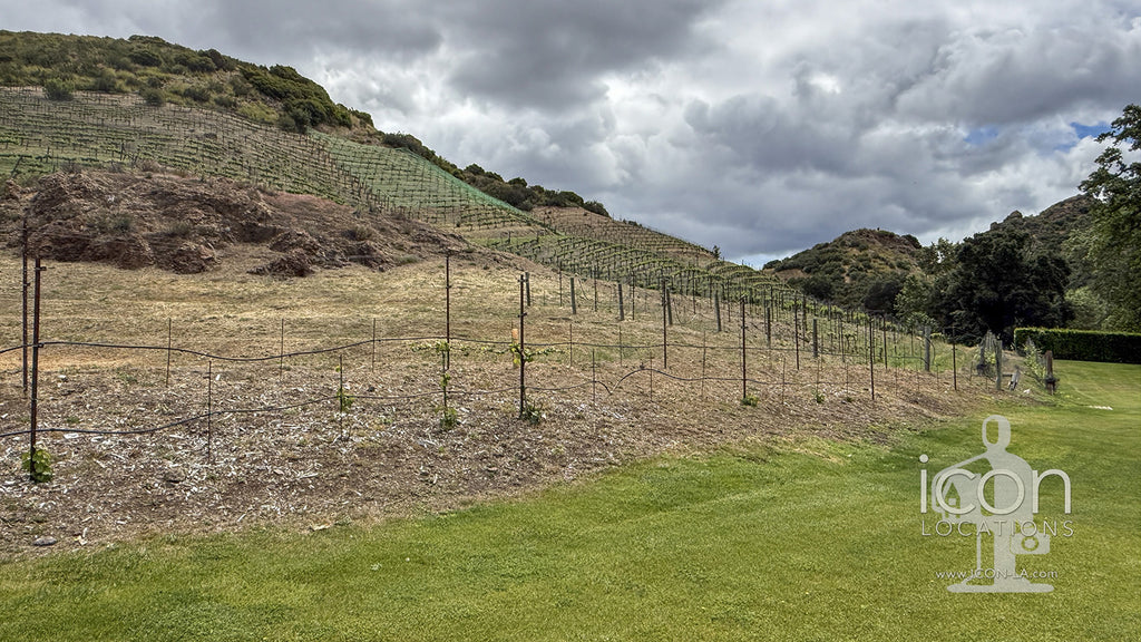 Vineyard - RA3068