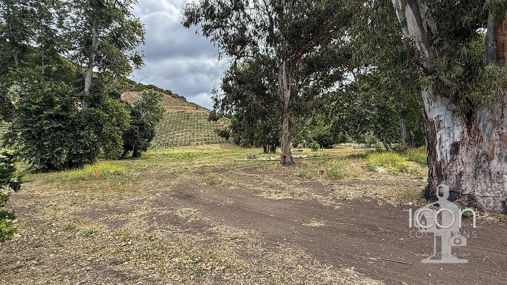 Vineyard - RA3068