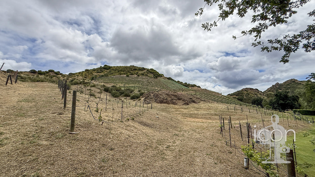 Vineyard - RA3068