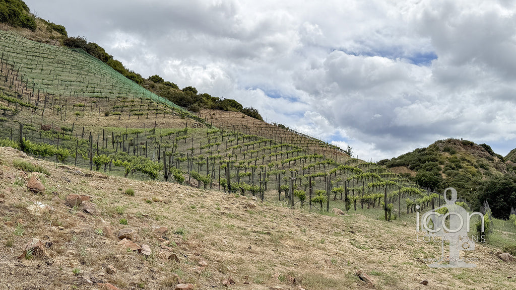 Vineyard - RA3068