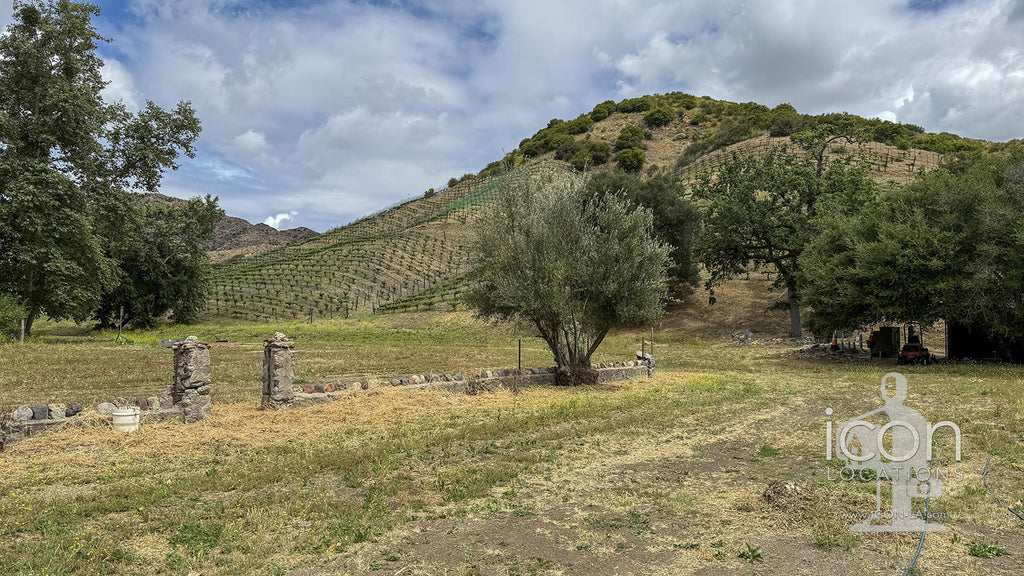 Vineyard - RA3068