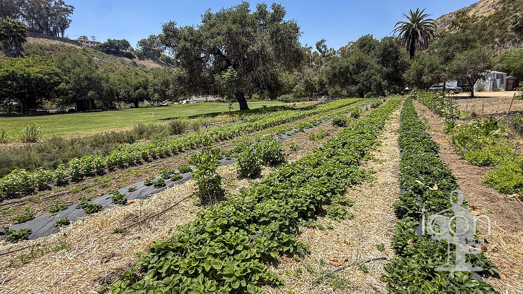Ranch / Farm - RA3119b