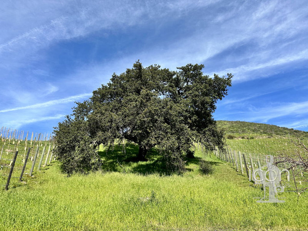 Vineyard/Ranch - RA3188