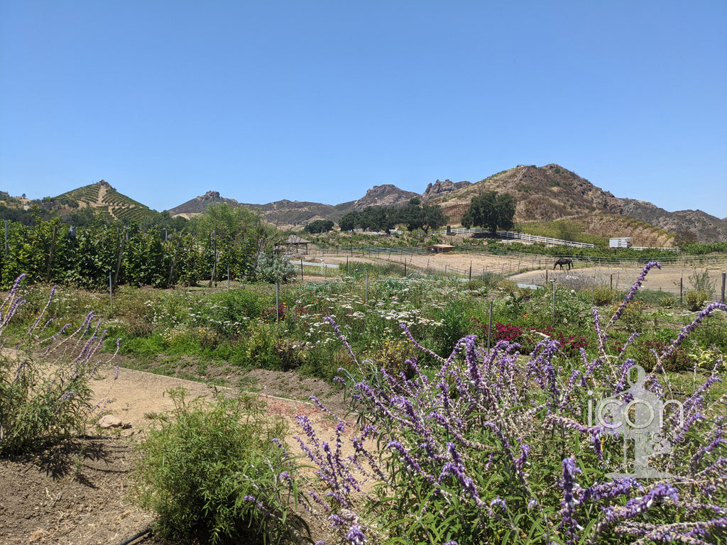 Vineyard/Ranch - RA3188