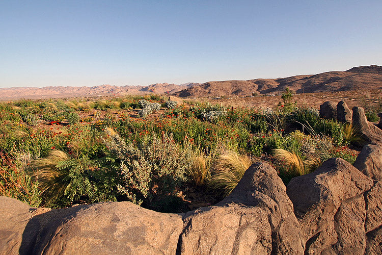 JoshuaTree - MO2071