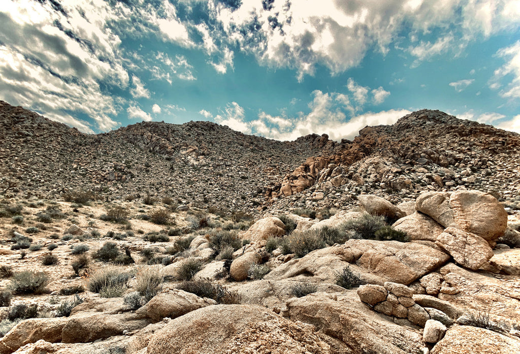 Joshua Tree Modern - MO3026