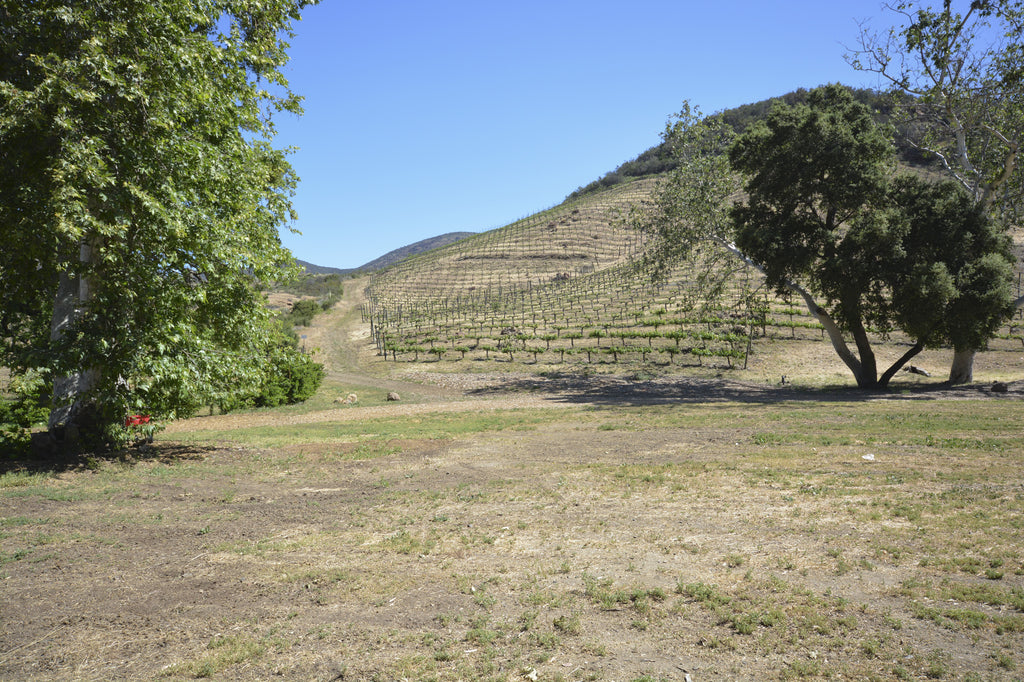 RANCH with Vineyard - RA3068