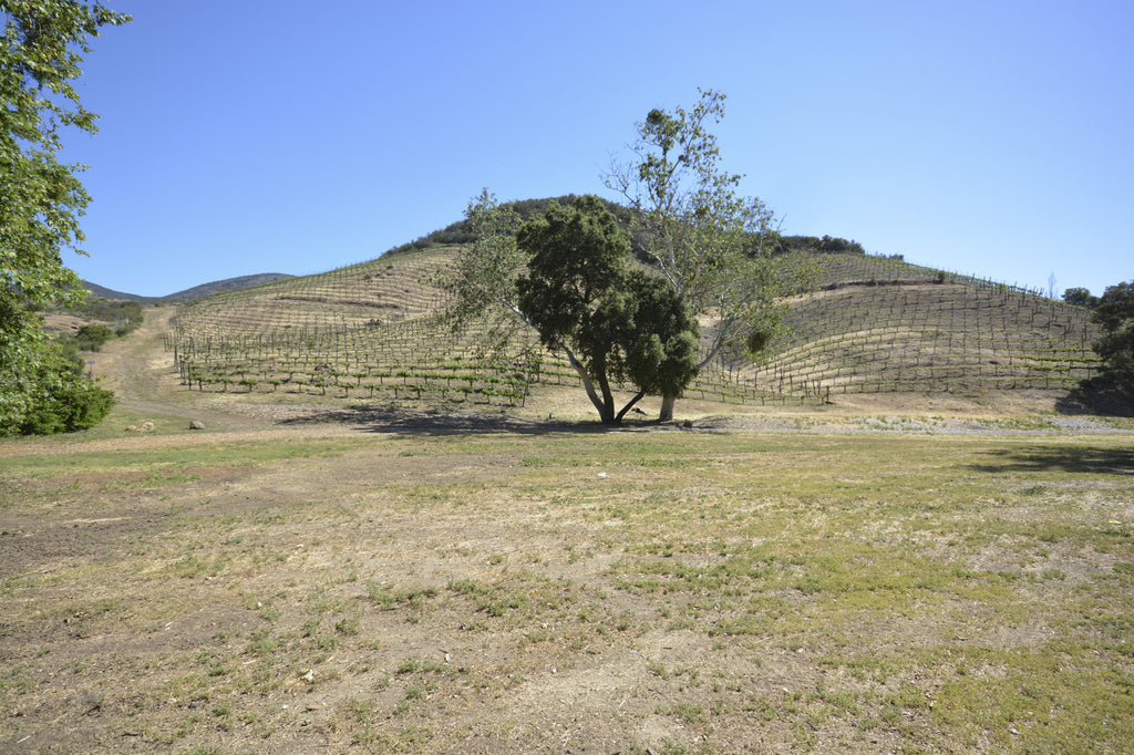 RANCH with Vineyard - RA3068