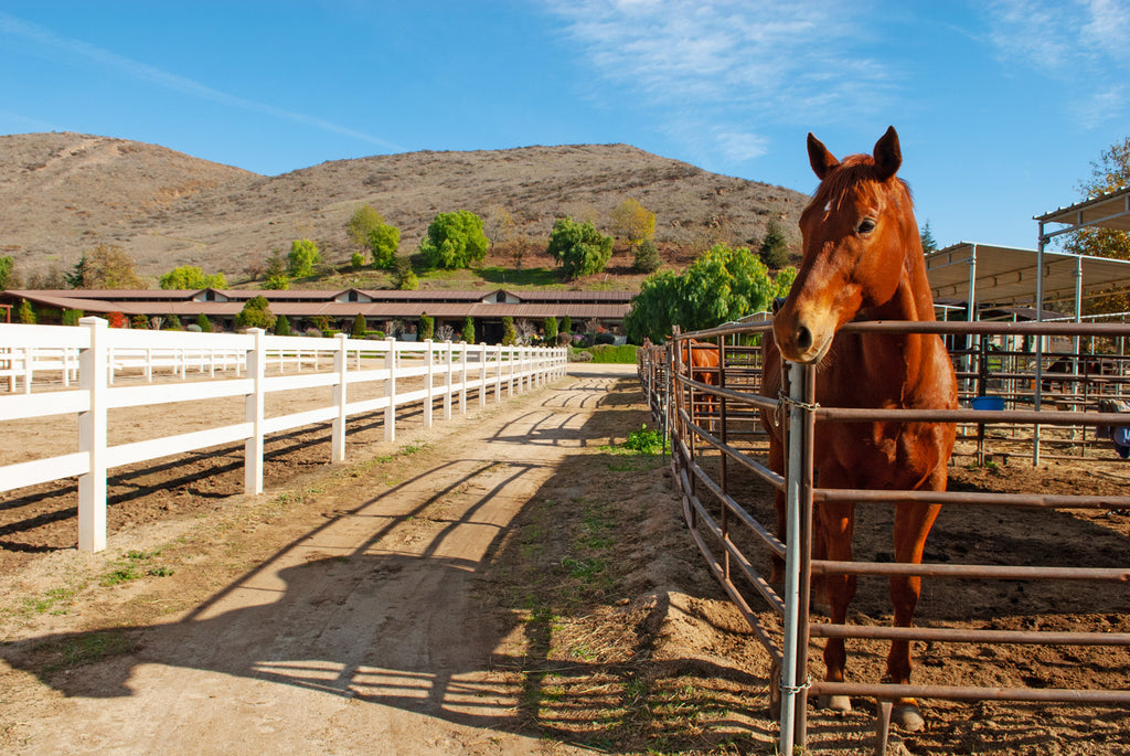 Ranch - RA3137