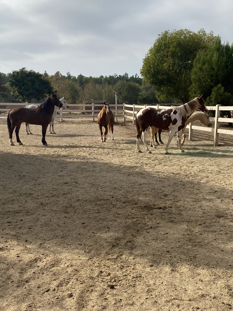 Ranch - RA3137