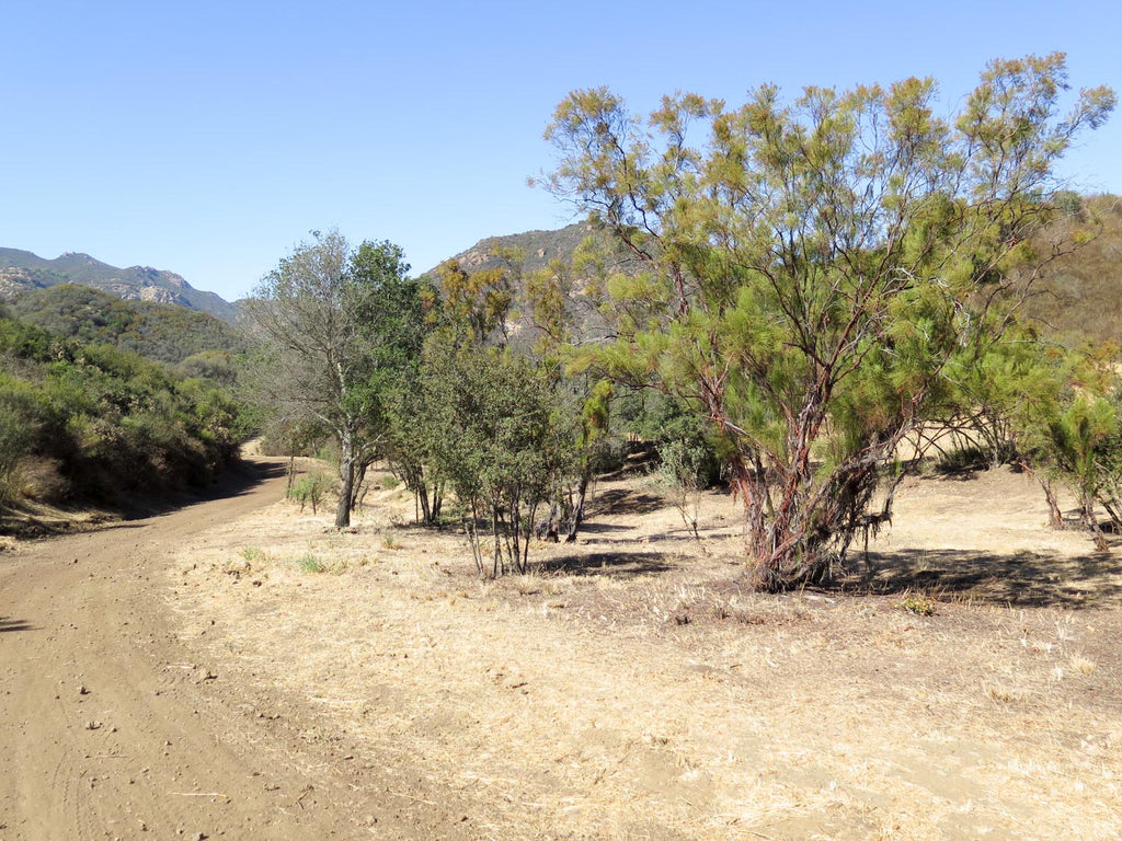 RANCH - RA3152