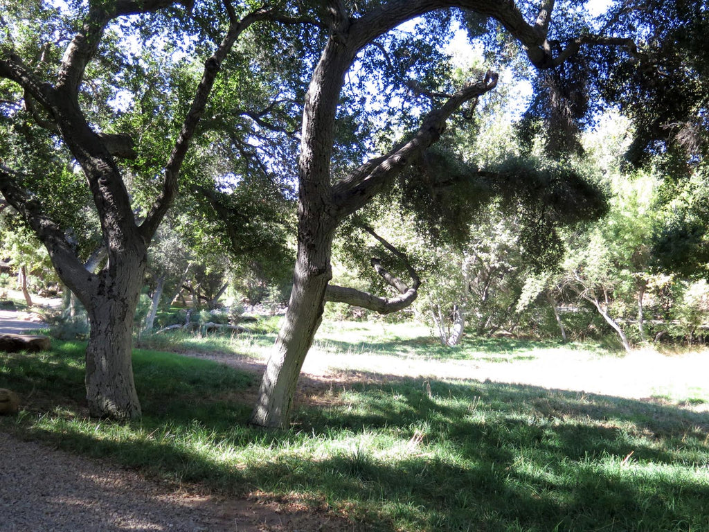 RANCH - RA3152